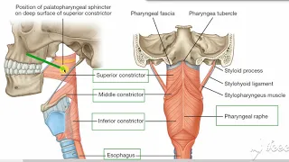 Constrictor muscles of pharynx