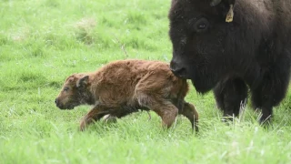 Baby Bison at Fermilab