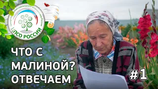 #1 ЧТО С МАЛИНОЙ??? ВИРУС РАССЫПУХИ МАЛИНЫ. МАЛИННАЯ МУХА.