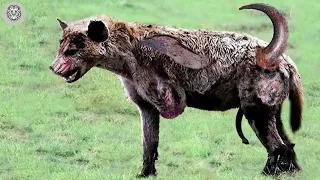 45 Times Hyenas Messed With The Wrong Animals Caught On Camera | Animal Attacks