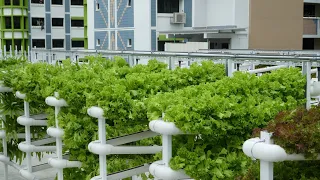 Green Above & Beyond - The Urban Agriculture Revolution (4 Minutes)