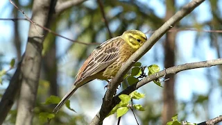 Обыкновенная овсянка ( Emberiza citrinella)