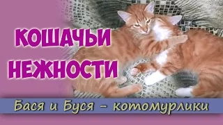 Кошачьи нежности. Ласковые котята мило ластятся