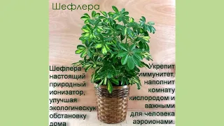 Топ 15 полезных комнатных растений. Top 15 useful indoor plants.