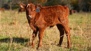 The Ultimate Guide to Calving | Raising Cattle