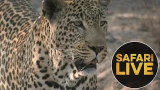 safariLIVE - Sunset Safari - September 3, 2018