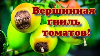 Нехватка кальция. Вершинная гниль и некроз плодов томата!