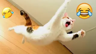 Laugh Uncontrollably! Best Funny Cat Videos 2024 😸😆 Best Funny Videos compilation Of The Month 😍