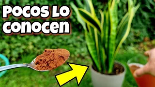 🌱 Toda PLANTA FLORECE y CRECE GRACIAS a este ABONO CASERO orgánico para huerto urbano y jardín!