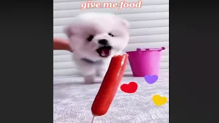 Pomeranian puppies 😍 Funny and Cute Pomeranian Videos (P23)