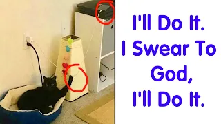 Hilarious Photos That Prove Cats Are The Biggest Jerks - funny cat