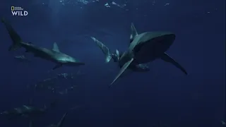 Биология, строение, поведение и питание галапагосских серых акул (Carcharhinus galapagensis).