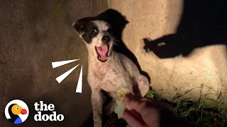 Rescuer Shares Her Lasagna With Crying Little Puppy | The Dodo