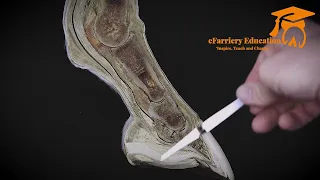 Bones in the Horse's lower leg - anatomy