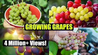 How to Grow Grapes: A Complete Garden Growing Guide