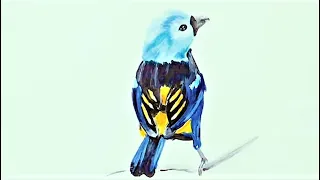 Семицветная Танагра - Одна из Самых Охраняемых Птиц на Земле! Рисуем Просто!