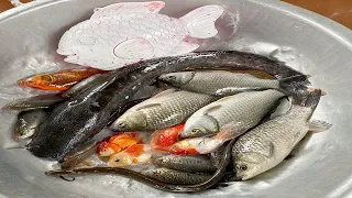 Kem Chanel bắt cá được cá chép màu trắng, cá vàng, cá rô, con lươn, cá trê khổng lồ, con cua, ếch