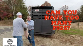 Getting Out of Hand? - We Bought MORE Pigs