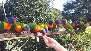 Hand Feeding Wild Australian Parrots