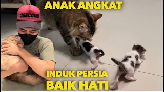 INDUK PERSIA BAIK HATI MERAWAT ANAK KUCING DI TINGGAL INDUKNYA