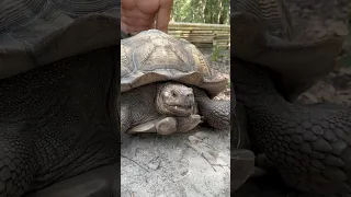 Tortoises can feel on their shell!