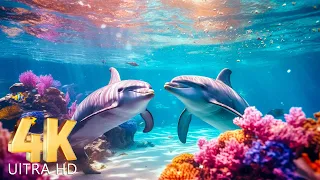 The Best 4K (ULTRA HD) Aquarium 🐋- Coral Reefs and Colorful Sea Life - Relaxing Music