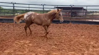 Sweeney Appaloosa