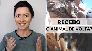 RETORNO DA ALMA DO ANIMAL APÓS O DESENCARNE