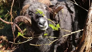 Angry ram comes running when he hears the drone.. to get sheep nuts!
