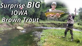 Iowa Trout Fishing | My BIGGEST Driftless Brown Trout EVER | Waterloo Creek