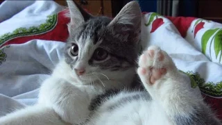 Kitten woke up and purrs loudly on my father's bed