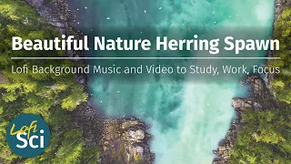 Beautiful Nature Herring Spawn | Lofi Background Music and Video to Study, Work, Focus | Lofi Sci