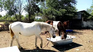 PRINCE AND NIKITA INTRODUCING STALLIONS  Horses, Donkeys and Katrin