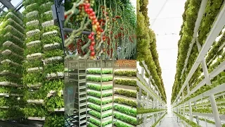 The Rise of Newest High-Tech Indoor Farming Is Gaining Popularity Worldwide