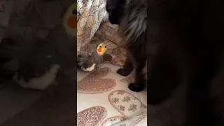 #memes #tiktok #ytshorts #приколы #видео #video #кот #котики #cat #parrot #попугай