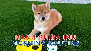 SHIBA INU PUPPY MORNING ROUTINE