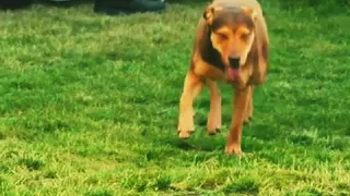 Dog love | A Dogs way Home whatsapp status