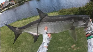 Freshwater TARPON Fishing a Golf Course Pond (artificial baits)