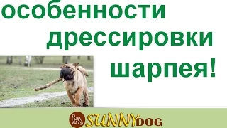 шарпей особенности дрессировки. Как правильно дрессировать и обучать шарпея