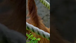 Pongo the Baby Orangutan Learns to Swing and Climb Through the Jungle