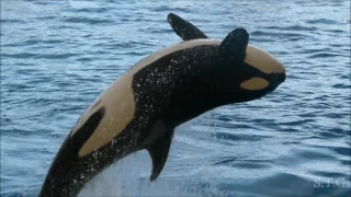 Loro Parque Orcas 2017