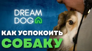 Успокоить собаку 🐶 Как научить собаку успокаиваться и отдыхать 🐕 Отучить щенка бегать и суетиться 🐩