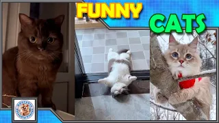 Laugh with this funny cat compilation! #009 Comment your favorite! Subscribe for more videos!