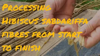 Processing Hibiscus sabdariffa fibres from start to finish
