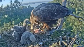 White-tailed eagles | Breakfast feeding for two eaglets | May 20, 2024