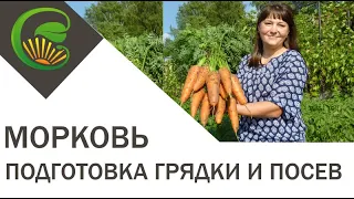 Морковь  Подготовка грядки и посев