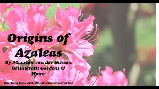 Origins of Azaleas