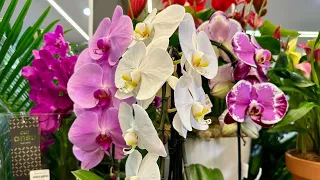 💙💛Розкішні ОРХІДЕЇ💚супер #phalaenopsis з назвами в квітковій крамниці Pro.рослини👍 #київ