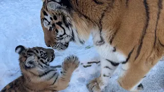 ПЕРВАЯ ВСТРЕЧА!!Тигренок Напугал Взрослого Тигра в 300 кг!! HUGE TIGER is SCARED of a Tiger cub