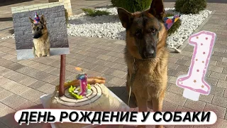 АЛТАЮ ИСПОЛНИЛСЯ ОДИН ГОД🥳 день рождение у собаки